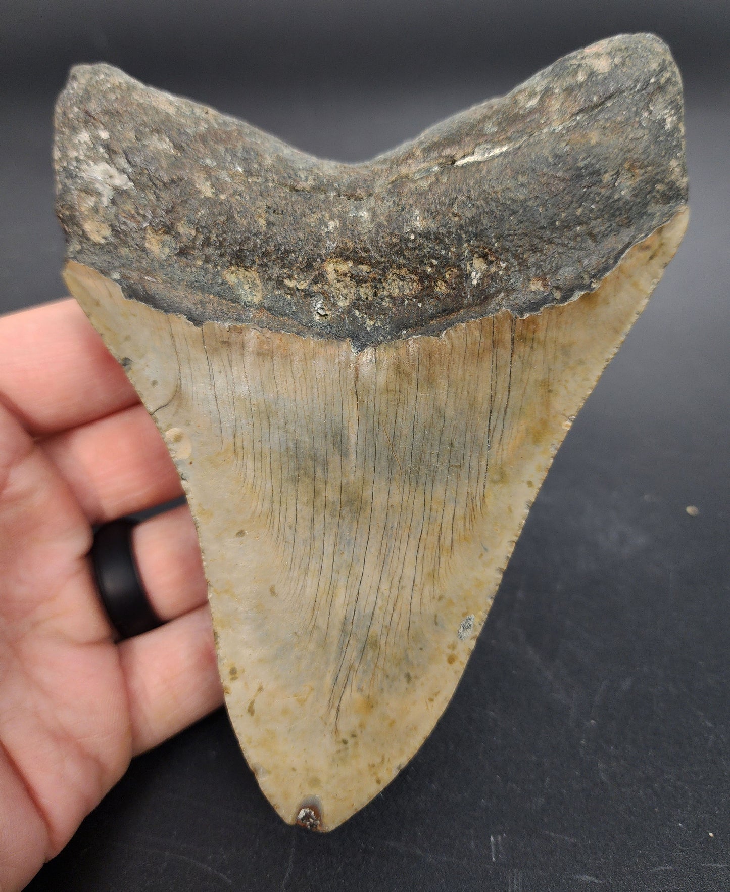 Authentic, 5.15" Fossil Megalodon Tooth - Meg Ledge