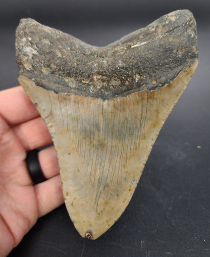 Authentic, 5.15" Fossil Megalodon Tooth - Meg Ledge