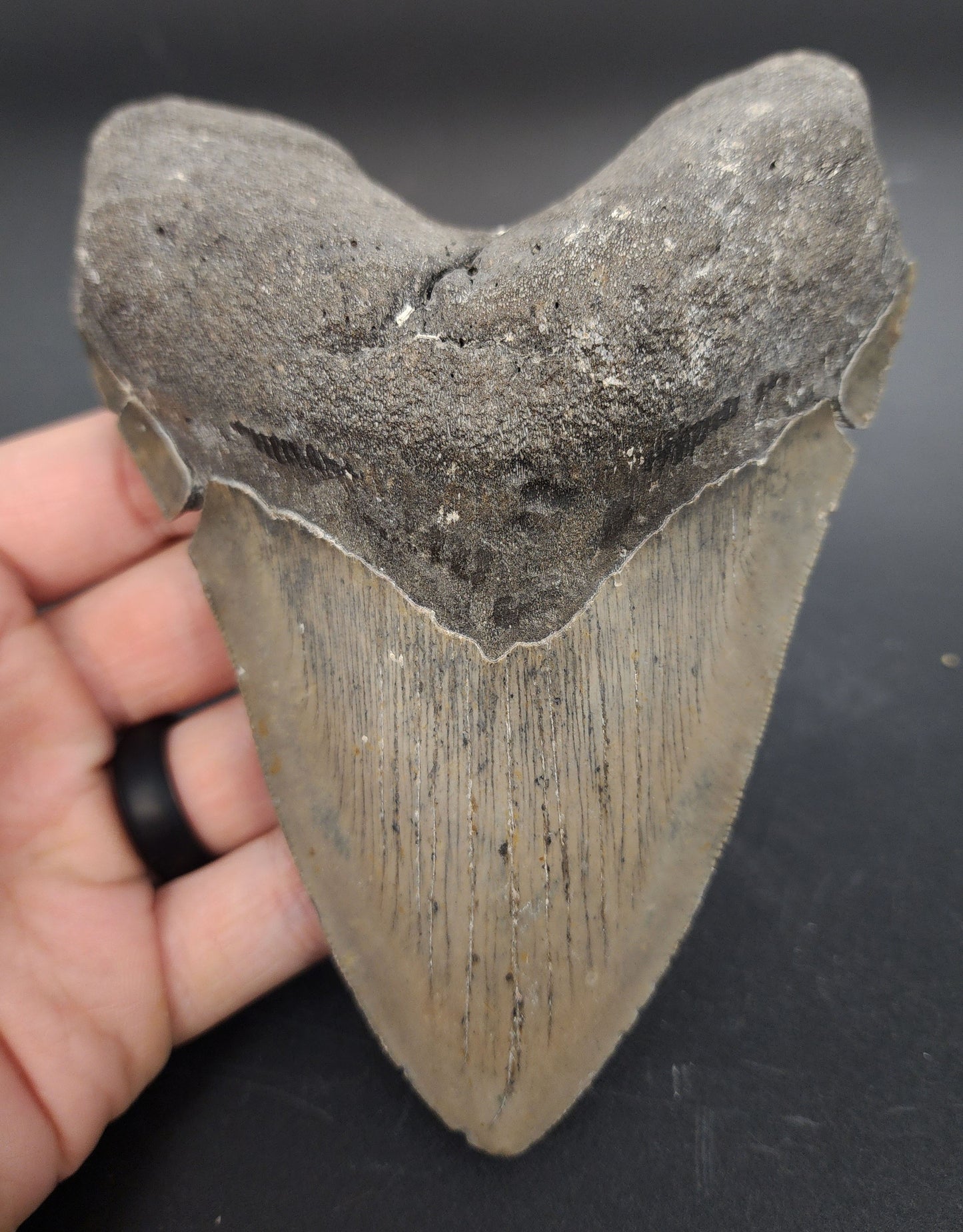 Authentic, 5.47" Fossil Megalodon Tooth - Meg Ledge