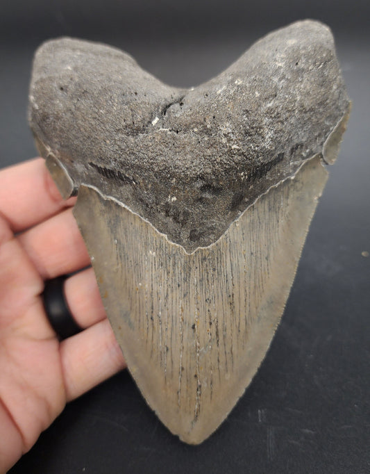 Authentic, 5.47" Fossil Megalodon Tooth - Meg Ledge