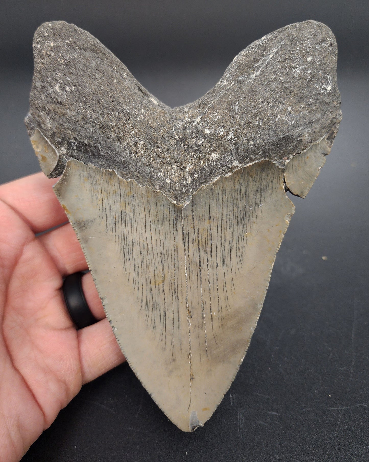 Authentic, 5.47" Fossil Megalodon Tooth - Meg Ledge