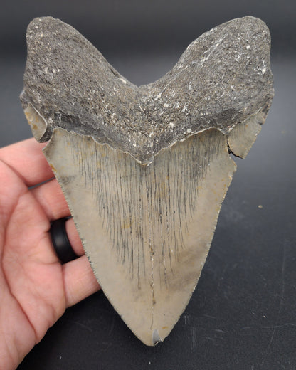 Authentic, 5.47" Fossil Megalodon Tooth - Meg Ledge