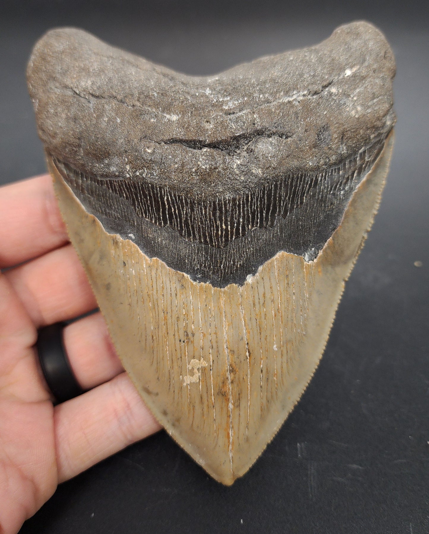 Authentic, 5.06" Fossil Megalodon Tooth - Meg Ledge