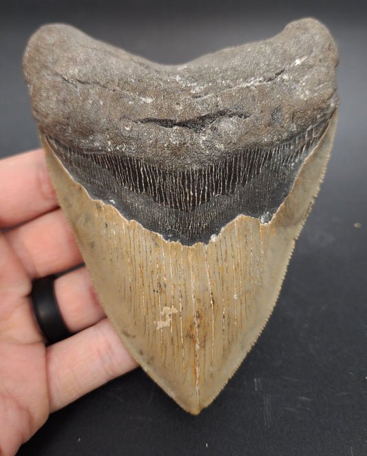 Authentic, 5.06" Fossil Megalodon Tooth - Meg Ledge
