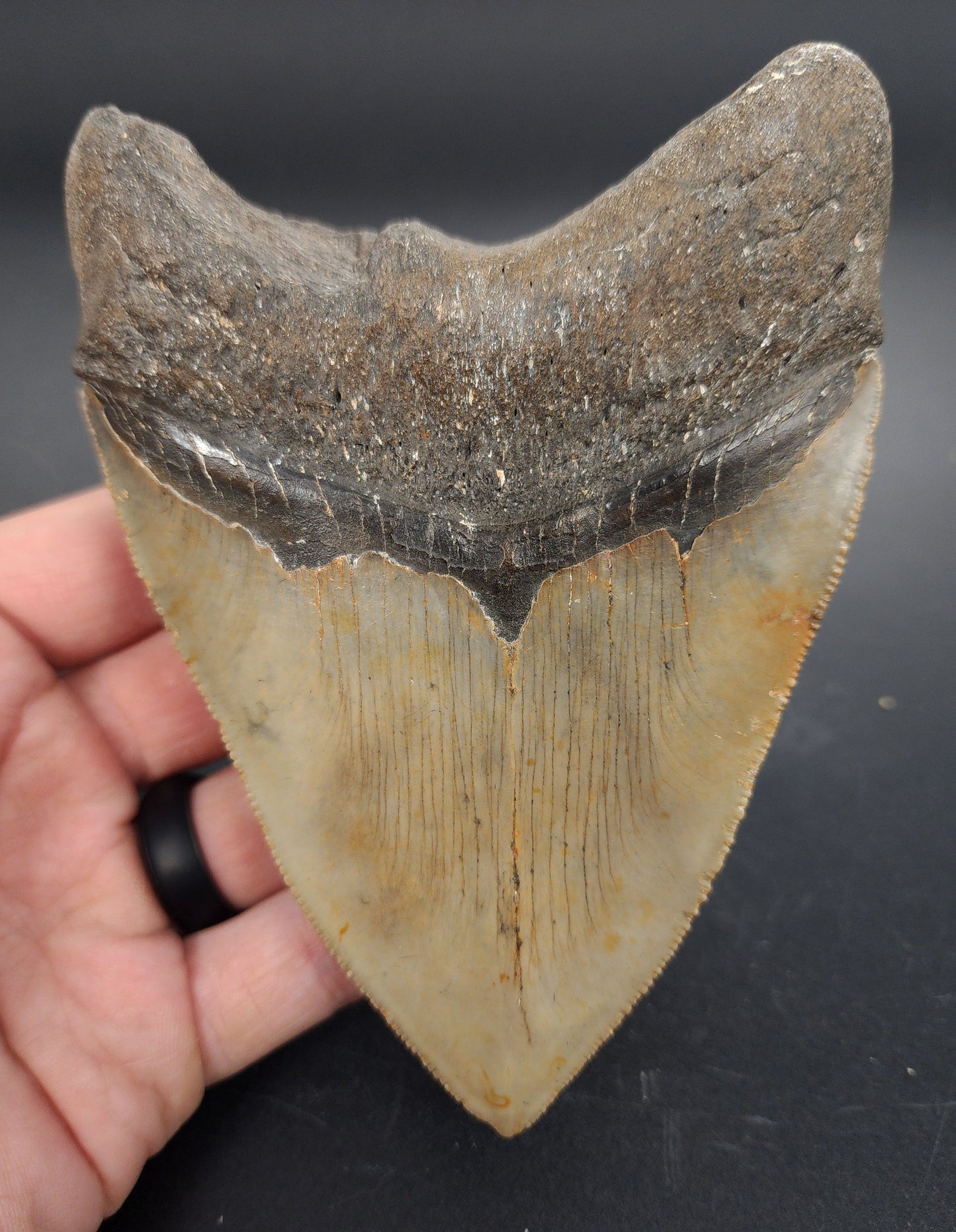 Authentic, 5.06" Fossil Megalodon Tooth - Meg Ledge