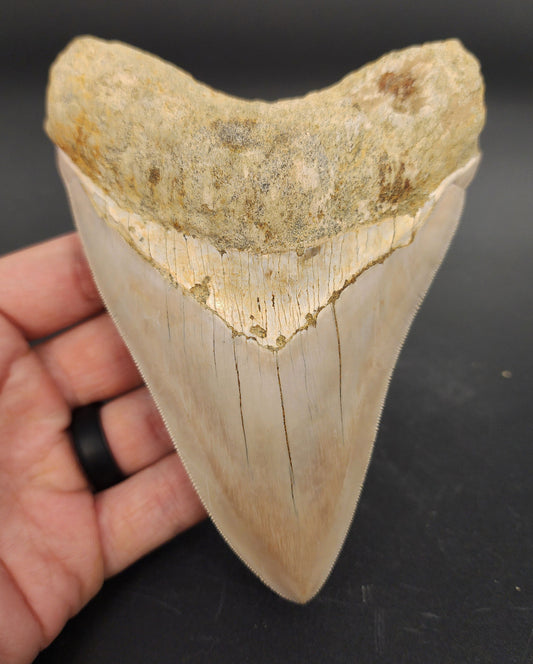 High Quality, 5.40" Fossil Megalodon Tooth - Indonesia