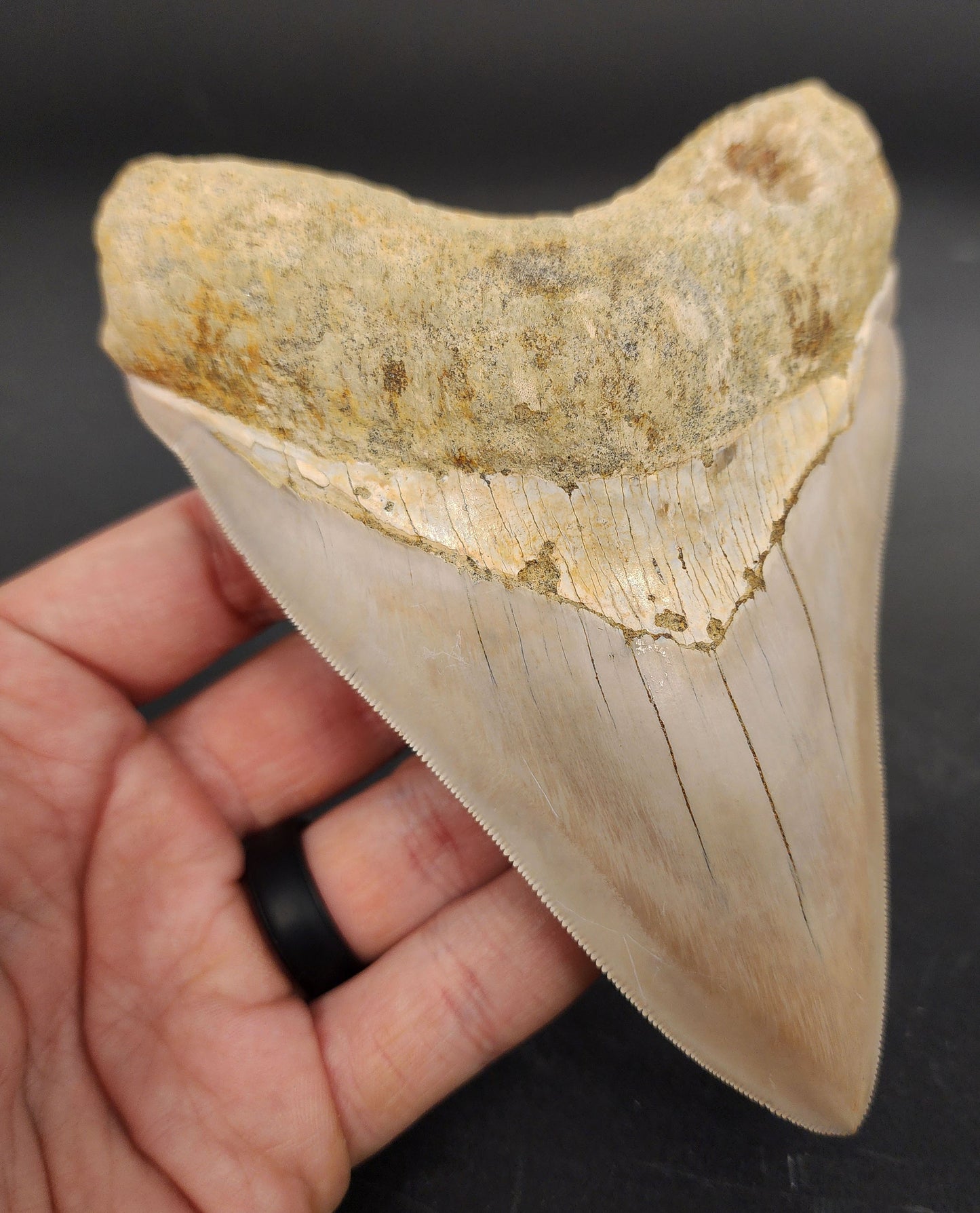 High Quality, 5.40" Fossil Megalodon Tooth - Indonesia