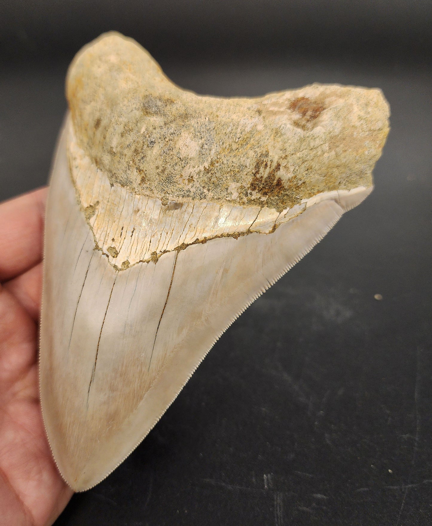 High Quality, 5.40" Fossil Megalodon Tooth - Indonesia
