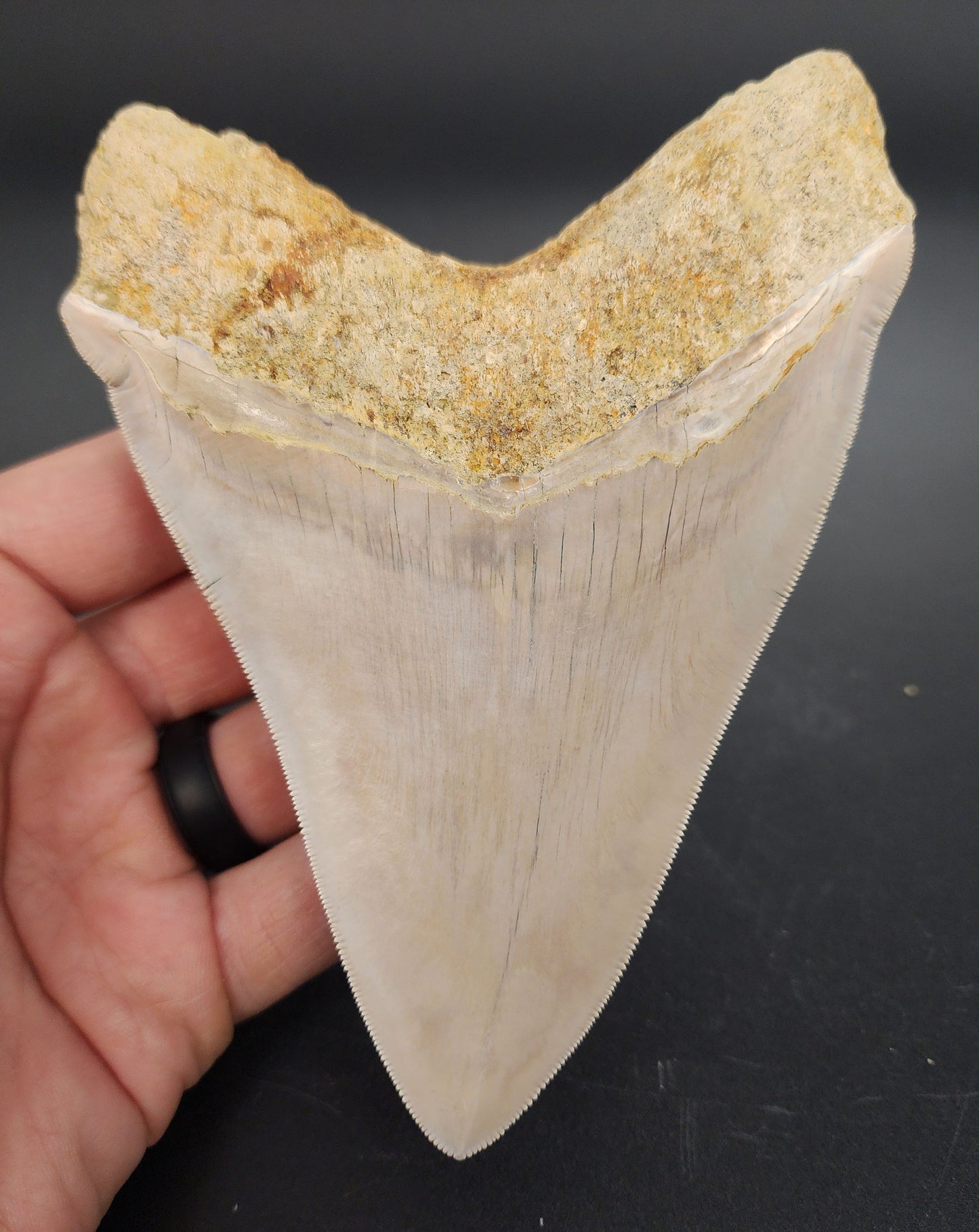High Quality, 5.40" Fossil Megalodon Tooth - Indonesia