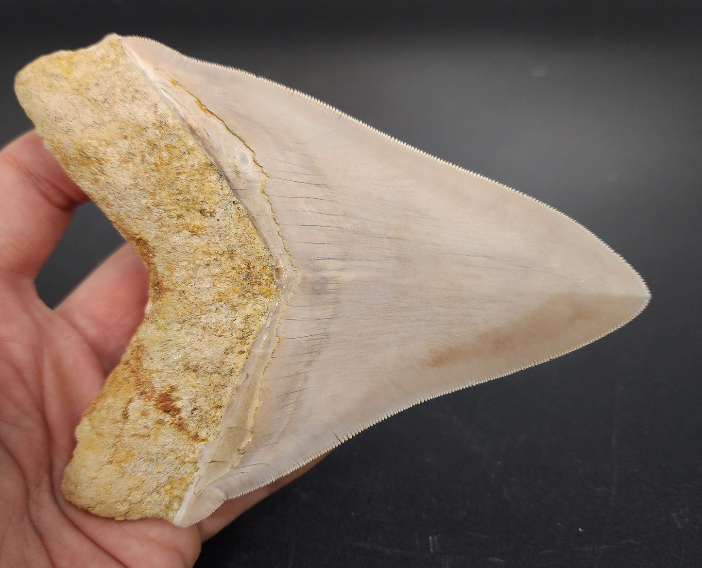 High Quality, 5.40" Fossil Megalodon Tooth - Indonesia