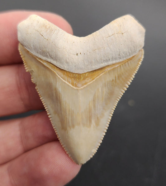 Authentic, 1.88" Fossil Megalodon Tooth - Bone Valley, Florida
