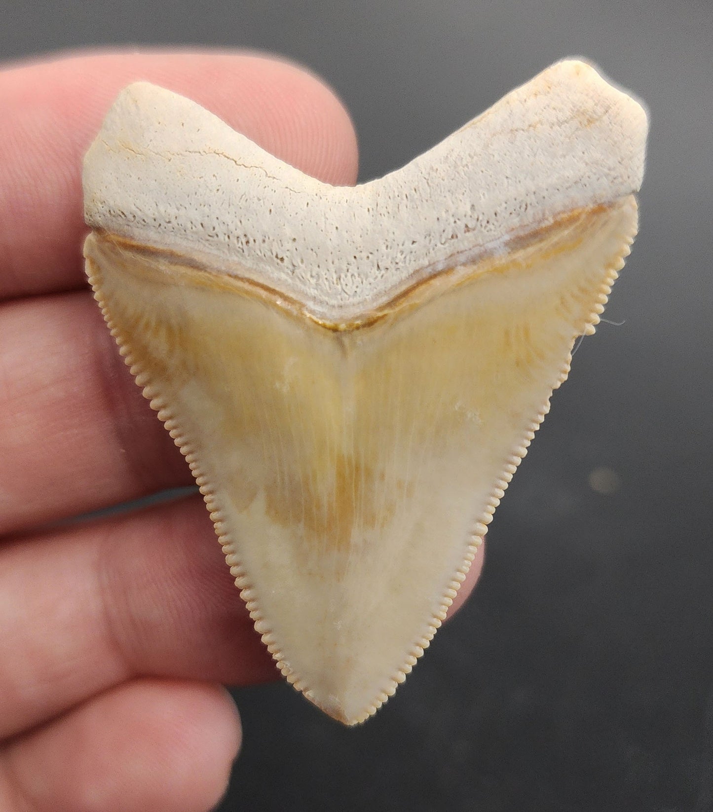 Authentic, 1.88" Fossil Megalodon Tooth - Bone Valley, Florida