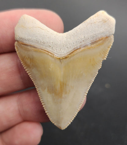 Authentic, 1.88" Fossil Megalodon Tooth - Bone Valley, Florida