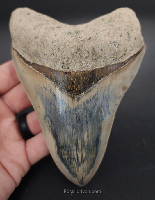 Collector Quality, 5.63" Fossil Megalodon Tooth - Indonesia