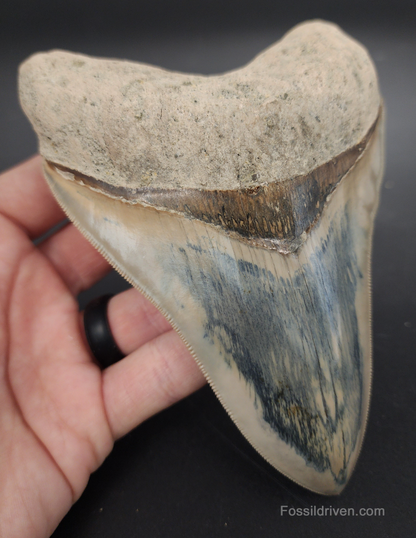 Collector Quality, 5.63" Fossil Megalodon Tooth - Indonesia
