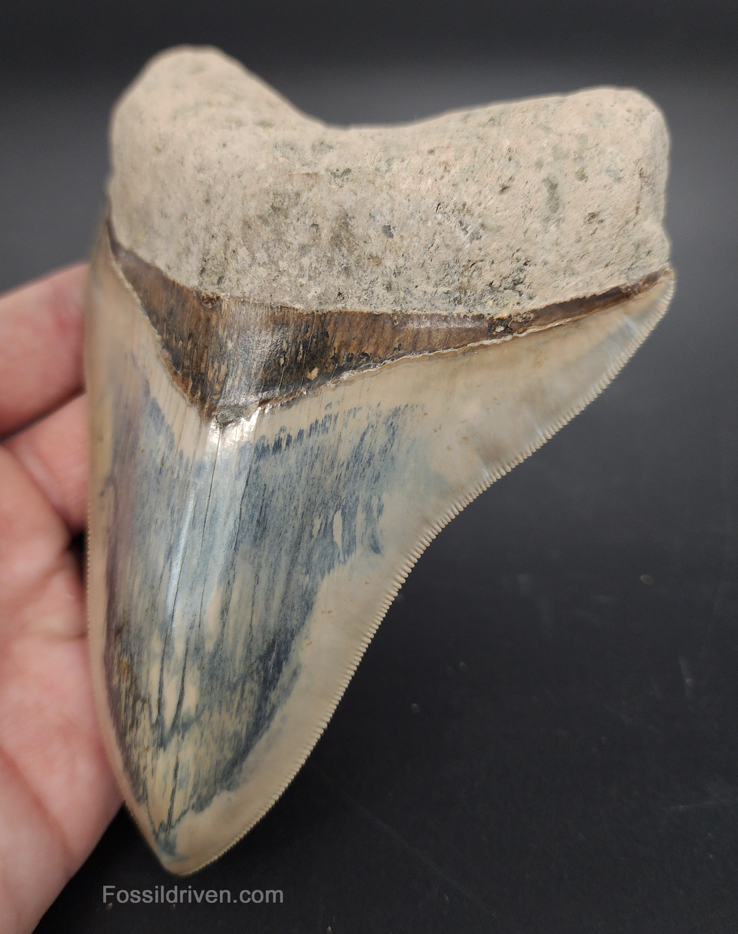 Collector Quality, 5.63" Fossil Megalodon Tooth - Indonesia