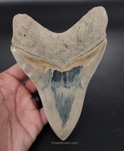 Collector Quality, 5.63" Fossil Megalodon Tooth - Indonesia