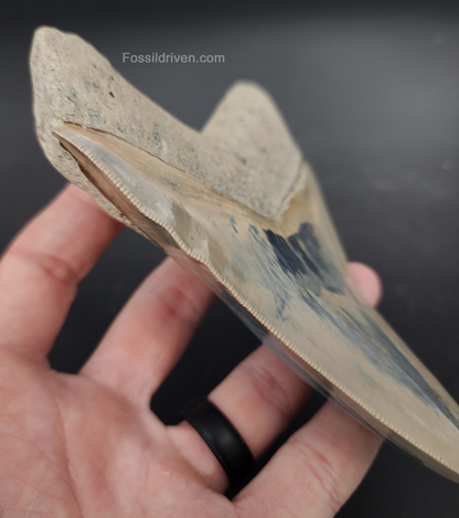 Collector Quality, 5.63" Fossil Megalodon Tooth - Indonesia