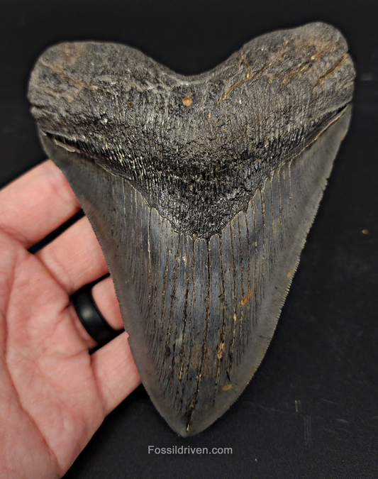 Authentic, 5.90" Fossil Megalodon Tooth - South Carolina