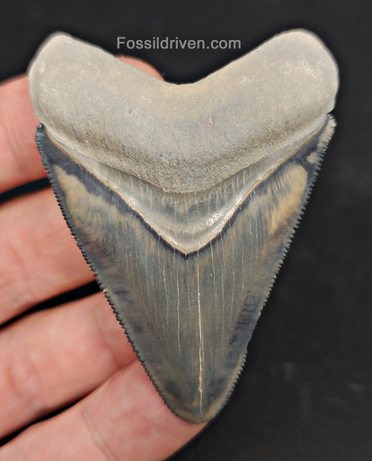 Authentic, 2.61" Fossil Megalodon Tooth - Bone Valley, Florida