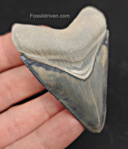 Authentic, 2.61" Fossil Megalodon Tooth - Bone Valley, Florida