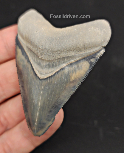 Authentic, 2.61" Fossil Megalodon Tooth - Bone Valley, Florida