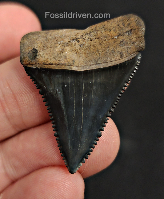 Killer, 1.46" Fossil Great White Tooth - Venice, Florida