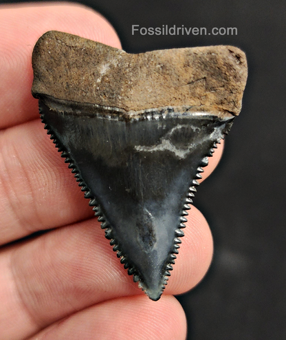 Killer, 1.46" Fossil Great White Tooth - Venice, Florida