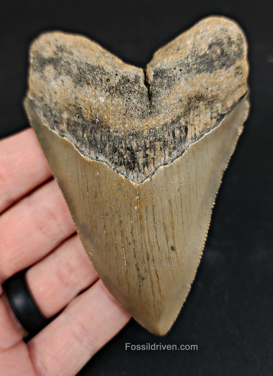 Authentic, 3.90" Fossil Megalodon Tooth - Meg Ledge