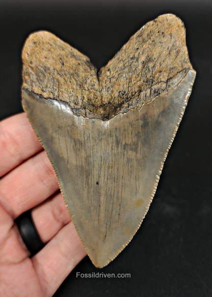 Authentic, 3.90" Fossil Megalodon Tooth - Meg Ledge
