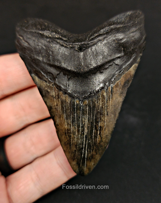 Authentic, 3.13" Fossil Megalodon Tooth - South Carolina