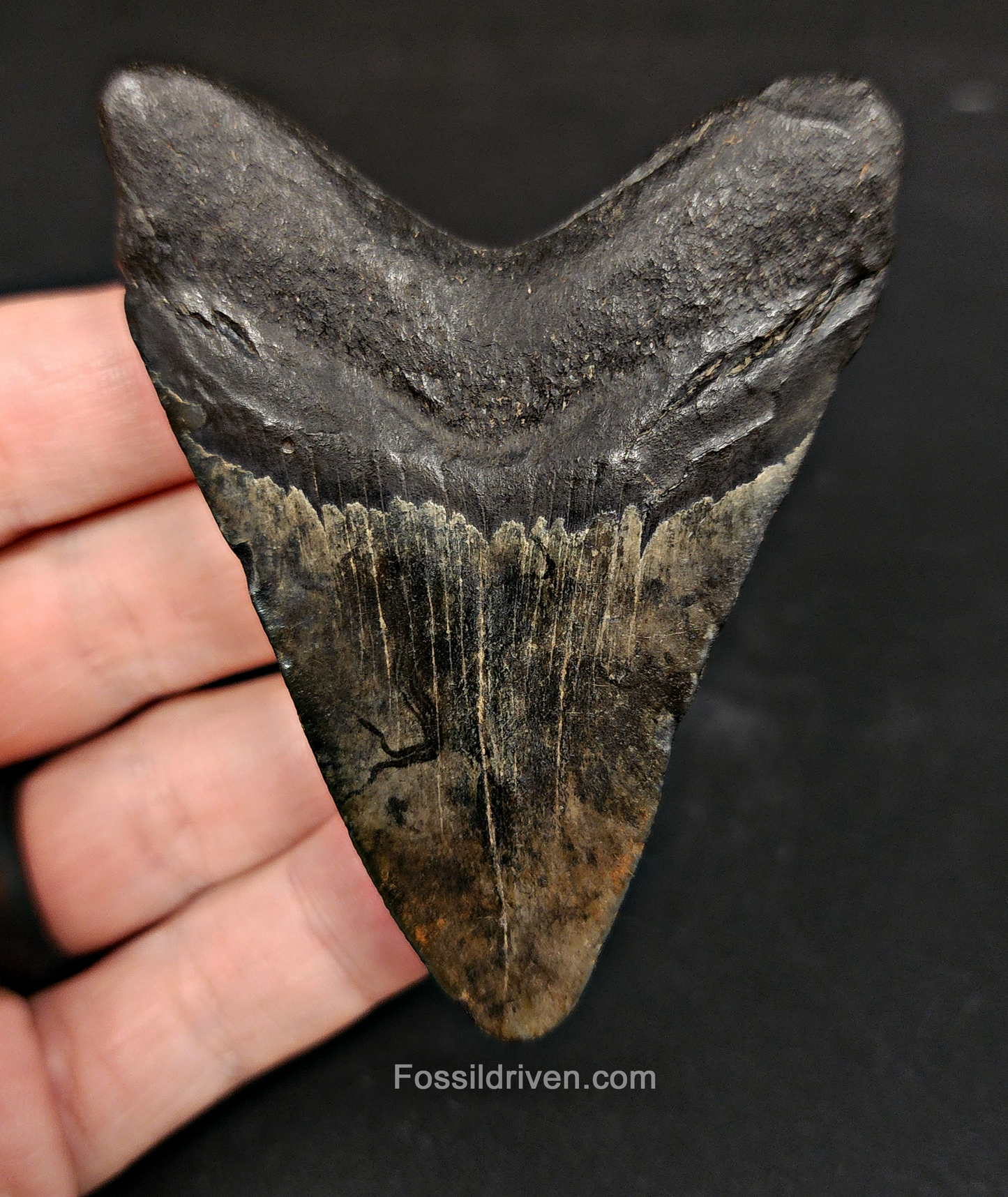 Authentic, 3.13" Fossil Megalodon Tooth - South Carolina