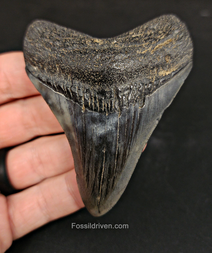 Authentic, 3.22" Fossil Megalodon Tooth - South Carolina