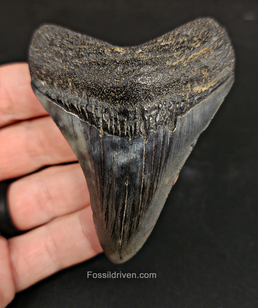 Authentic, 3.22" Fossil Megalodon Tooth - South Carolina