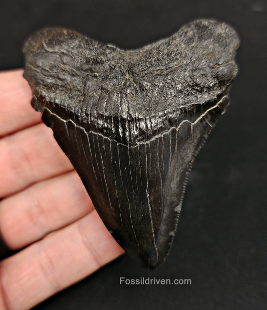 Authentic, 3.11" Fossil Megalodon Tooth - South Carolina