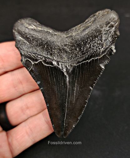 Authentic, 3.11" Fossil Megalodon Tooth - South Carolina