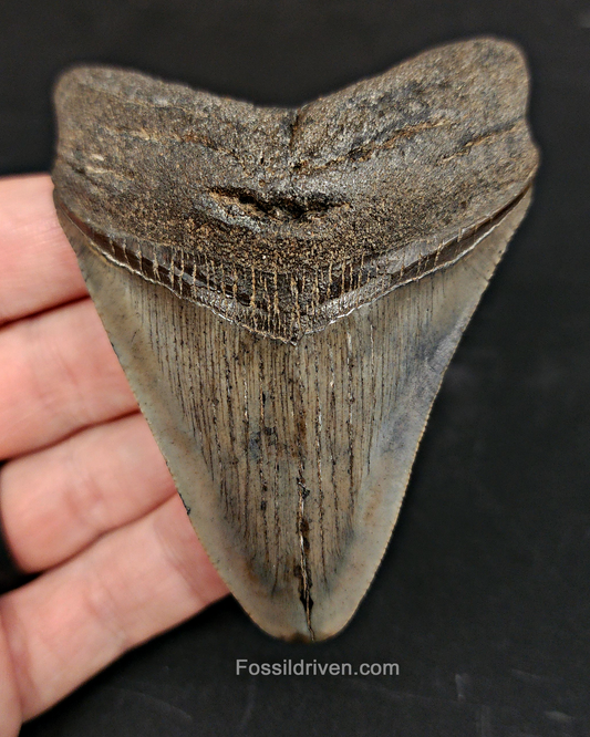Authentic, 3.37" Fossil Megalodon Tooth - South Carolina