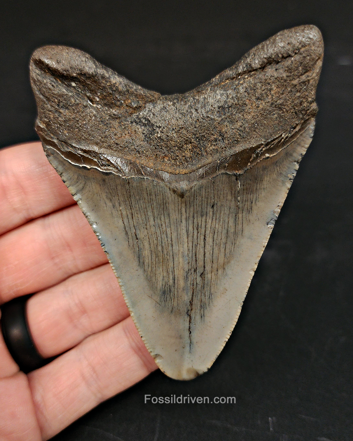 Authentic, 3.37" Fossil Megalodon Tooth - South Carolina