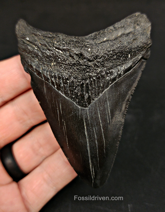 Authentic, 3.40" Fossil Megalodon Tooth - South Carolina