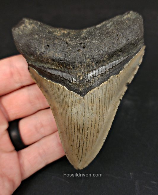 Authentic, 3.95" Fossil Megalodon Tooth - Meg Ledge