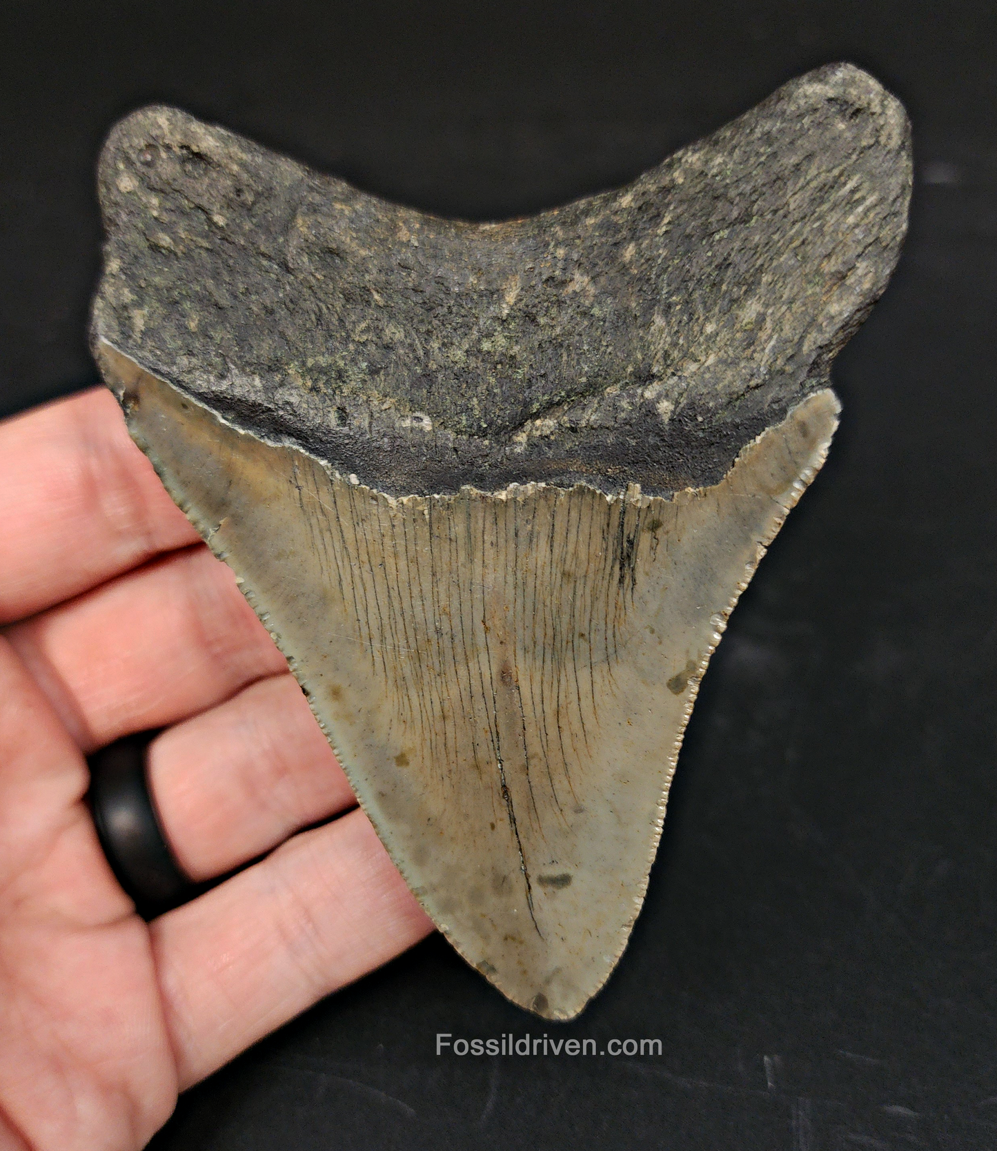 Authentic, 3.95" Fossil Megalodon Tooth - Meg Ledge