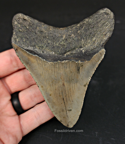 Authentic, 3.95" Fossil Megalodon Tooth - Meg Ledge