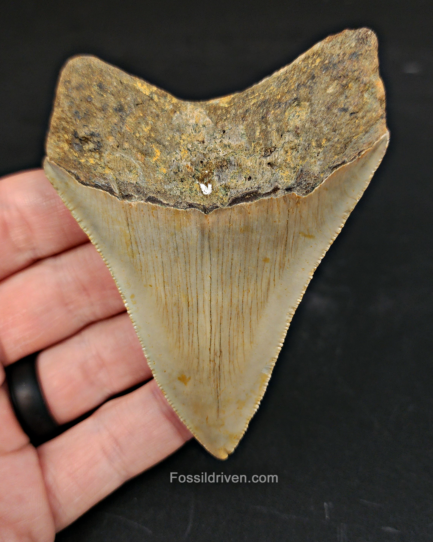 Authentic, 3.50" Fossil Megalodon Tooth - Meg Ledge