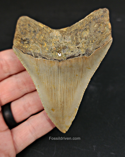 Authentic, 3.50" Fossil Megalodon Tooth - Meg Ledge