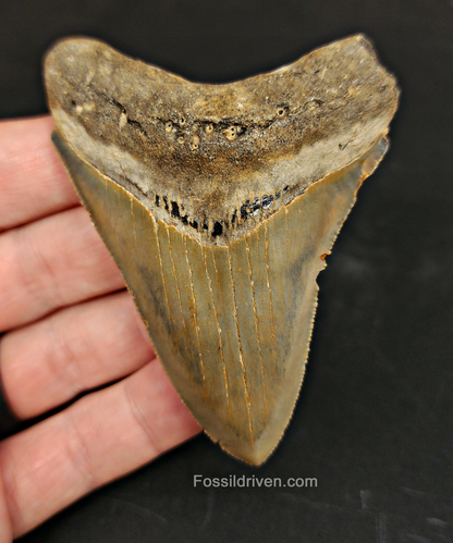 Authentic, 3.28" Fossil Megalodon Tooth - Meg Ledge