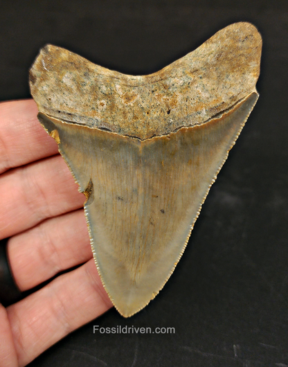 Authentic, 3.28" Fossil Megalodon Tooth - Meg Ledge
