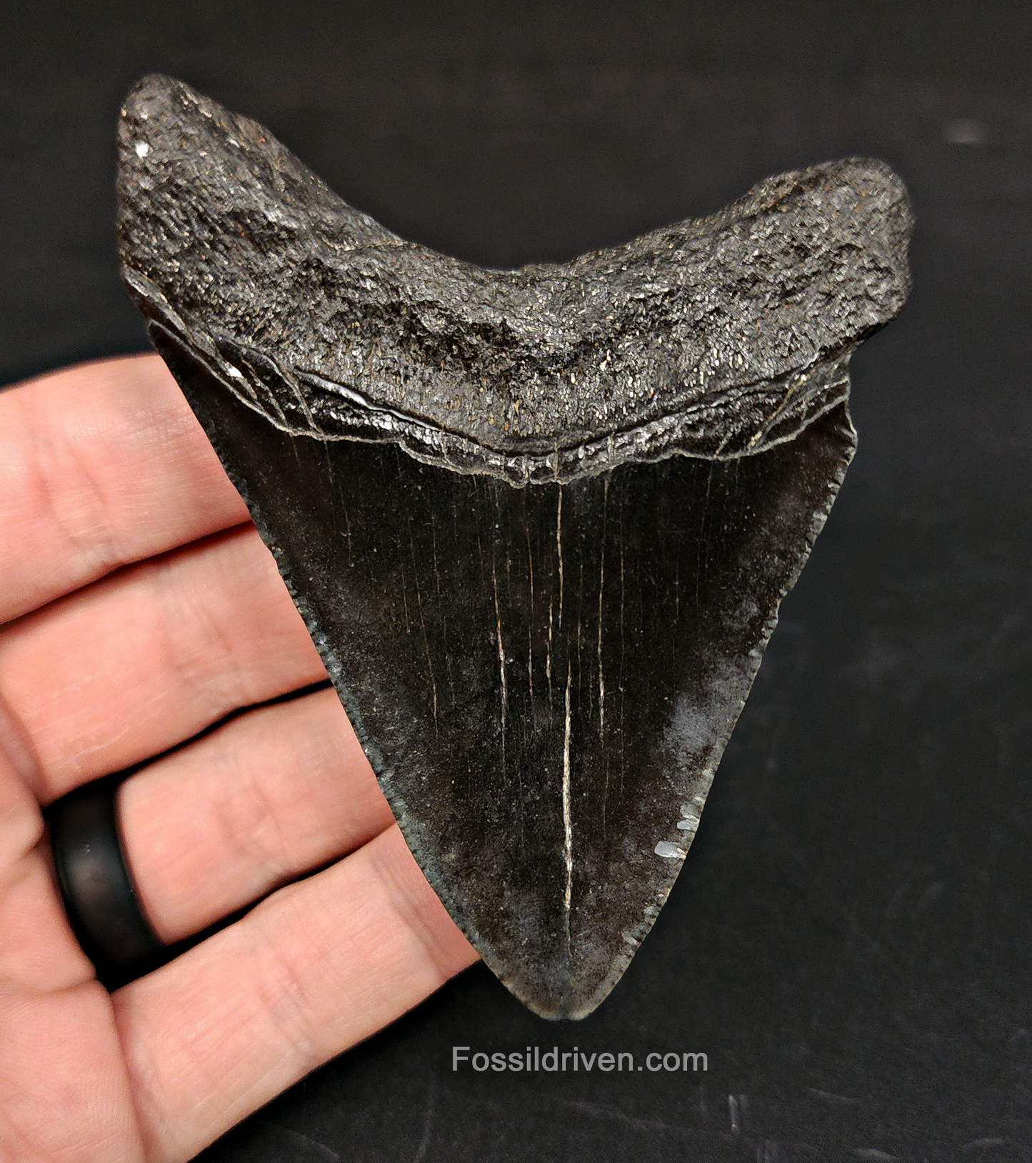 Authentic, 3.47" Fossil Megalodon Tooth - South Carolina