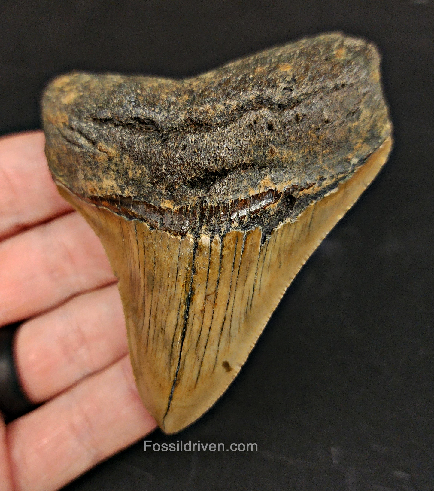 Authentic, 3.36" Fossil Megalodon Tooth - Meg Ledge