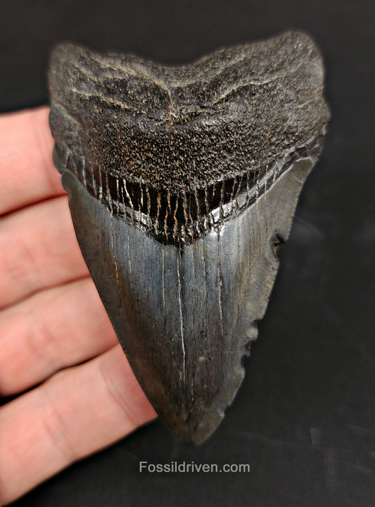 Authentic, 3.14" Fossil Megalodon Tooth - South Carolina