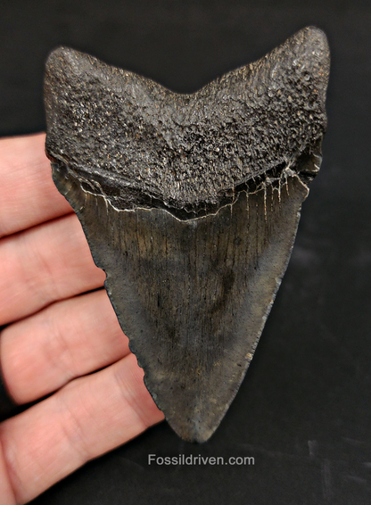 Authentic, 3.14" Fossil Megalodon Tooth - South Carolina